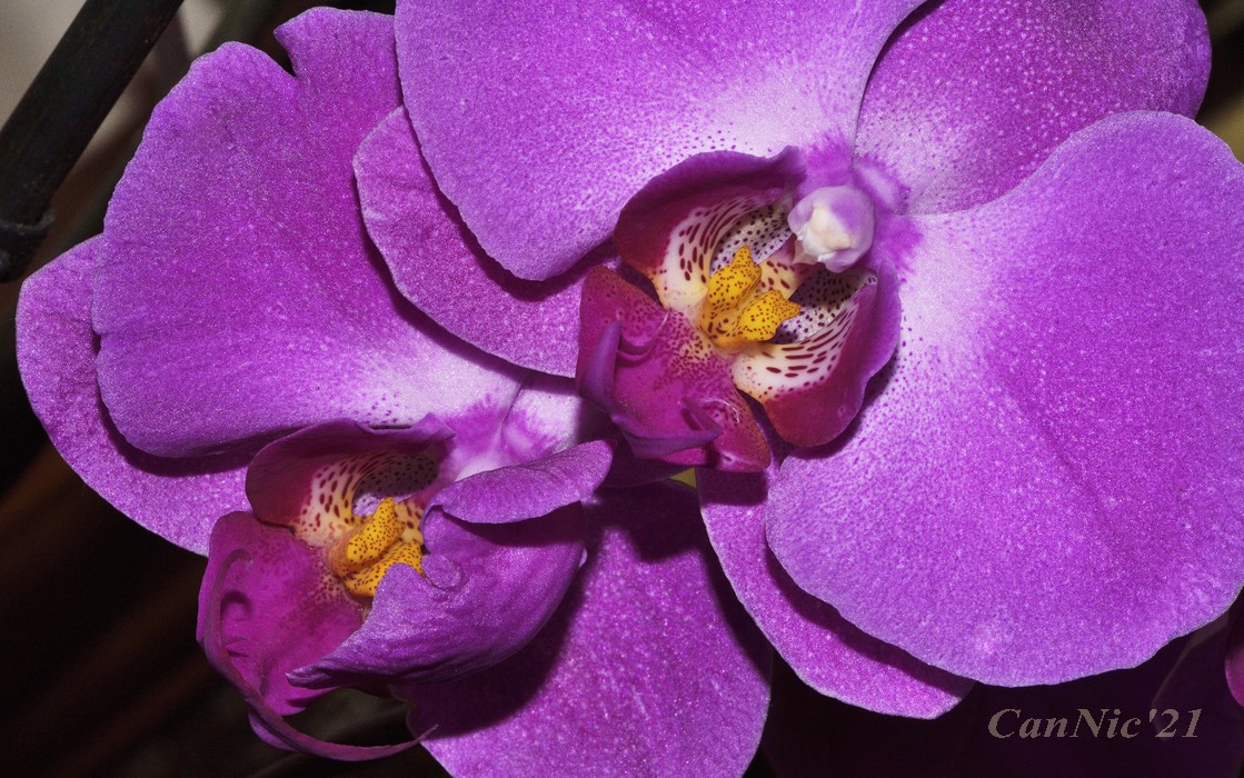 20210626Orquidea_2.jpg